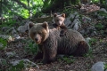 Ime datoteke=Medved_Bear_28.jpg
Velikost datoteke=347KB
Dimenzija=900x600
Datum objave=26.10.2013 Medved_Bear_28.jpg