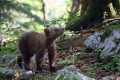 Ime datoteke=Medved_Bear_29.jpg
Velikost datoteke=320KB
Dimenzija=900x600
Datum objave=07.08.2015 Medved_Bear_29.jpg
