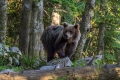 Ime datoteke=Medved_Bear_30.jpg
Velikost datoteke=365KB
Dimenzija=900x600
Datum objave=07.08.2015 Medved_Bear_30.jpg