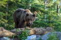 Ime datoteke=Medved_Bear_31.jpg
Velikost datoteke=377KB
Dimenzija=900x600
Datum objave=30.08.2015 Medved_Bear_31.jpg
