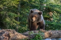 Ime datoteke=Medved_Bear_32.jpg
Velikost datoteke=362KB
Dimenzija=900x600
Datum objave=17.09.2015 Medved_Bear_32.jpg