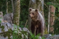 Ime datoteke=Medved_Bear_36.jpg
Velikost datoteke=394KB
Dimenzija=1000x667
Datum objave=04.10.2015 Medved_Bear_36.jpg