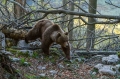 Ime datoteke=Medved_Bear_38.jpg
Velikost datoteke=366KB
Dimenzija=950x633
Datum objave=29.09.2016 Medved_Bear_38.jpg