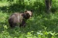 Medved_Bear_43.jpg