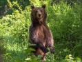 Medved_Bear_45.jpg