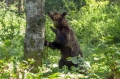 Ime datoteke=Medved_Bear_49.jpg
Velikost datoteke=400KB
Dimenzija=950x633
Datum objave=04.10.2015 Medved_Bear_49.jpg