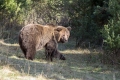 Ime datoteke=Medved_Bear_62.jpg
Velikost datoteke=363KB
Dimenzija=900x600
Datum objave=27.09.2017 Medved_Bear_62.jpg
