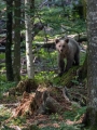 Ime datoteke=Medved_Bear_63.jpg
Velikost datoteke=392KB
Dimenzija=675x900
Datum objave=27.09.2017 Medved_Bear_63.jpg