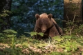 Medved_Bear_64.jpg
