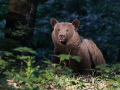 Ime datoteke=Medved_Bear_66.jpg
Velikost datoteke=453KB
Dimenzija=900x675
Datum objave=20.06.2026 Medved_Bear_66.jpg