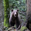 Ime datoteke=Medved_Bear_71.jpg
Velikost datoteke=512KB
Dimenzija=900x900
Datum objave=29.07.2024 Medved_Bear_71.jpg