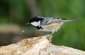 Ime datoteke=Meniscek_Coal_tit_14.jpg
Velikost datoteke=272KB
Dimenzija=800x522
Datum objave=03.02.2012 Meniscek_Coal_tit_14.jpg
