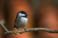 Ime datoteke=Meniscek_Coal_tit_16.jpg
Velikost datoteke=210KB
Dimenzija=900x600
Datum objave=23.09.2015 Meniscek_Coal_tit_16.jpg