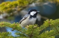 Ime datoteke=Meniscek_Coal_tit_17.jpg
Velikost datoteke=294KB
Dimenzija=950x633
Datum objave=17.10.2015 Meniscek_Coal_tit_17.jpg
