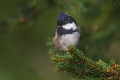 Ime datoteke=Meniscek_Coal_tit_19.jpg
Velikost datoteke=208KB
Dimenzija=900x600
Datum objave=01.05.2016 Meniscek_Coal_tit_19.jpg