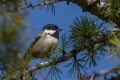 Ime datoteke=Meniscek_Coal_tit_22.jpg
Velikost datoteke=298KB
Dimenzija=900x600
Datum objave=31.01.2017 Meniscek_Coal_tit_22.jpg