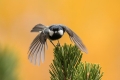 Ime datoteke=Meniscek_Coal_tit_25.jpg
Velikost datoteke=165KB
Dimenzija=900x600
Datum objave=11.03.2018 Meniscek_Coal_tit_25.jpg
