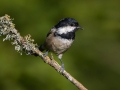 Ime datoteke=Meniscek_Coal_tit_27.jpg
Velikost datoteke=203KB
Dimenzija=900x675
Datum objave=03.07.2017 Meniscek_Coal_tit_27.jpg