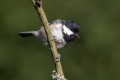 Ime datoteke=Meniscek_Coal_tit_33.jpg
Velikost datoteke=176KB
Dimenzija=900x600
Datum objave=04.07.2019 Meniscek_Coal_tit_33.jpg