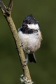 Ime datoteke=Meniscek_Coal_tit_34.jpg
Velikost datoteke=171KB
Dimenzija=600x900
Datum objave=12.09.2021 Meniscek_Coal_tit_34.jpg