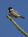 Ime datoteke=Meniscek_Coal_tit_39.jpg
Velikost datoteke=159KB
Dimenzija=675x900
Datum objave=27.09.2018 Meniscek_Coal_tit_39.jpg