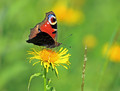 Ime datoteke=Metulj_Butterfly_14.jpg
Velikost datoteke=148KB
Dimenzija=800x609
Datum objave=27.07.2009 Metulj_Butterfly_14.jpg