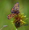 Ime datoteke=Metulj_Butterfly_16.jpg
Velikost datoteke=143KB
Dimenzija=721x750
Datum objave=27.07.2009 Metulj_Butterfly_16.jpg