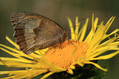 Ime datoteke=Metulj_Butterfly_20.jpg
Velikost datoteke=138KB
Dimenzija=800x533
Datum objave=27.07.2009 Metulj_Butterfly_20.jpg