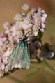 Metulj_Butterfly_24.jpg
