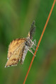 Metulj_Butterfly_25.jpg