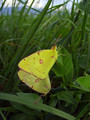 Ime datoteke=Metulj_Butterfly_28.jpg
Velikost datoteke=145KB
Dimenzija=600x800
Datum objave=28.09.2009 Metulj_Butterfly_28.jpg
