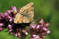Ime datoteke=Metulj_Butterfly_33.jpg
Velikost datoteke=173KB
Dimenzija=800x533
Datum objave=03.10.2009 Metulj_Butterfly_33.jpg