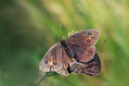 Ime datoteke=Metulj_Butterfly_34.jpg
Velikost datoteke=133KB
Dimenzija=800x533
Datum objave=01.08.2010 Metulj_Butterfly_34.jpg