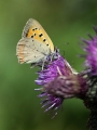 Metulj_Butterfly_45.jpg