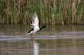 Ime datoteke=Mlakarica_Mallard_09.jpg
Velikost datoteke=155KB
Dimenzija=800x533
Datum objave=06.07.2010 Mlakarica_Mallard_09.jpg