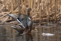 Ime datoteke=Mlakarica_Mallard_10.jpg
Velikost datoteke=289KB
Dimenzija=900x600
Datum objave=01.05.2016 Mlakarica_Mallard_10.jpg
