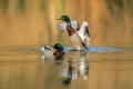 Ime datoteke=Mlakarica_Mallard_12.jpg
Velikost datoteke=219KB
Dimenzija=900x600
Datum objave=03.07.2017 Mlakarica_Mallard_12.jpg