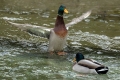 Ime datoteke=Mlakarica_Mallard_15.jpg
Velikost datoteke=323KB
Dimenzija=900x600
Datum objave=03.11.2019 Mlakarica_Mallard_15.jpg
