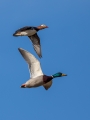 Ime datoteke=Mlakarica_Mallard_17.jpg
Velikost datoteke=221KB
Dimenzija=675x900
Datum objave=17.03.2019 Mlakarica_Mallard_17.jpg