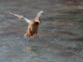 Ime datoteke=Mlakarica_Mallard_18.jpg
Velikost datoteke=288KB
Dimenzija=900x675
Datum objave=12.09.2021 Mlakarica_Mallard_18.jpg