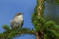 Mlinarcek_Lesser_whitethroat_07.jpg
