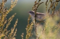 Mlinarcek_Lesser_whitethroat_09.jpg