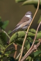 Mlinarcek_Lesser_whitethroat_10.jpg