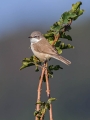 Mlinarcek_Lesser_whitethroat_11.jpg
