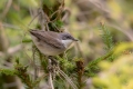 Mlinarcek_Lesser_whitethroat_16.jpg