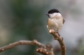 Mocvirska_sinica_Marsh_tit_13.jpg