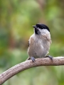 Mocvirska_sinica_Marsh_tit_15.jpg