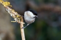 Mocvirska_sinica_Marsh_tit_19.jpg