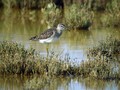 Ime datoteke=Mocvirski_martinec_Wood_sandpiper_Tringa_glareola_Kljunaci_Scolopacidae_06.jpg
Velikost datoteke=161KB
Dimenzija=800x600
Datum objave=18.04.2009 Mocvirski_martinec_Wood_sandpiper_Tringa_glareola_Kljunaci_Scolopacidae_06.jpg