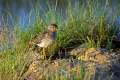 Ime datoteke=Mocvirski_martinec_Wood_sandpiper_Tringa_glareola_Kljunaci_Scolopacidae_09.jpg
Velikost datoteke=360KB
Dimenzija=900x600
Datum objave=24.07.2016 Mocvirski_martinec_Wood_sandpiper_Tringa_glareola_Kljunaci_Scolopacidae_09.jpg